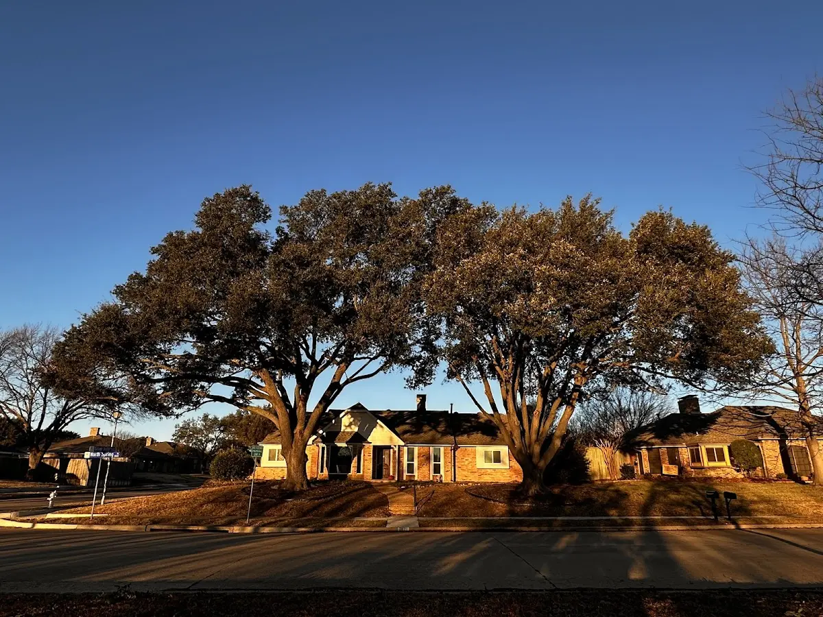 Established residential canopy tree shading a home in Elk